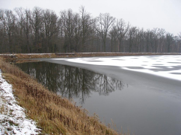 Staw Raków