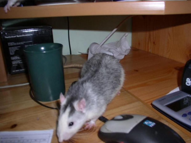Sid
