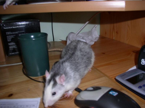 Sid