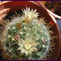 Mammillaria crinita ssp wildii