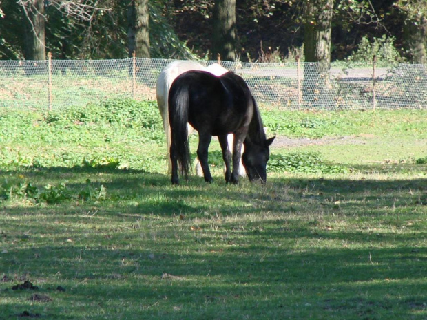 #Konie #Kębło #Wąwolnica #zieleń #natura #pies #trawa #las