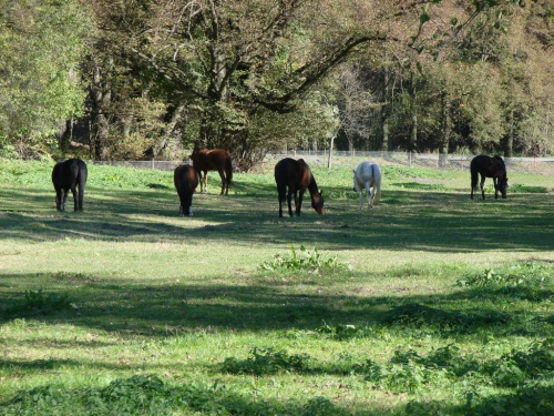 #Konie #Kębło #Wąwolnica #zieleń #natura #pies #trawa #las