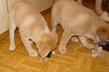 No wreszcie kości #szczeniaki #pieski