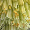 #Kniphofia