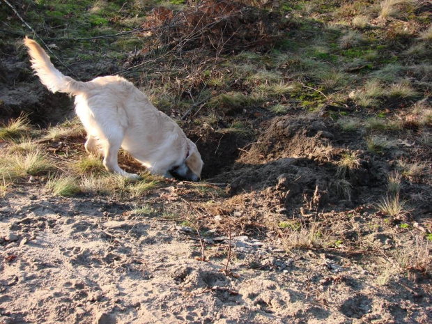 Kampinos 30-12-06