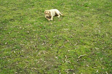 labrador na spacerze #LabradorPiesHakim