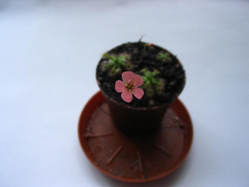 Drosera Pulchella "Pink Flower" #RoślinyOwadożerne