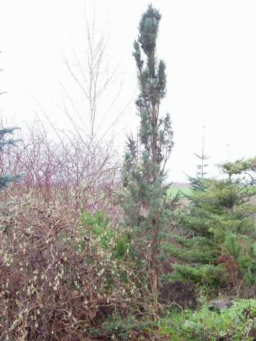 Pinus silvestris Fastigiata