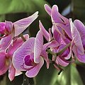 #orchidee #kwiaty