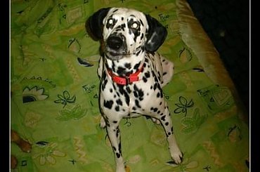 #Czabi #pies #kundelek #dalmat #Figa