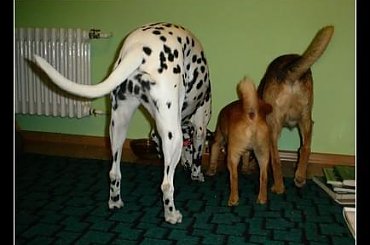 #Czabi #pies #kundelek #dalmat #Figa