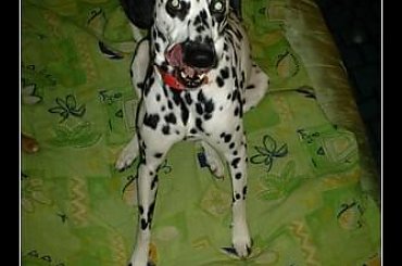 #Czabi #pies #kundelek #dalmat #Figa