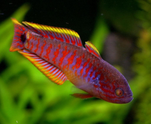 tateurndina ocellicauda - głowaczyk barwny,młody samiec #woda #ryby #ryba #akwarium #głowaczyk