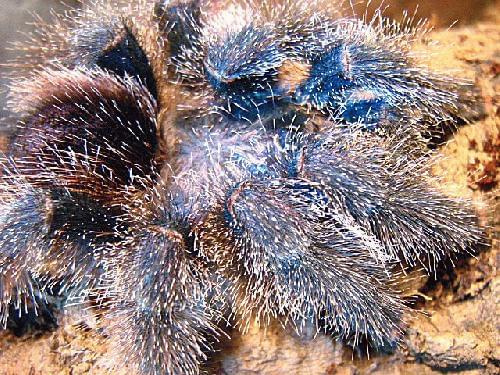 Avicularia sp amazonica "purple"
