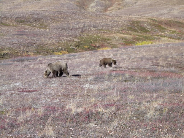 #zwierzęta #Alaska #niedźwiedzie