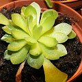 Pinguicula x 'weser'