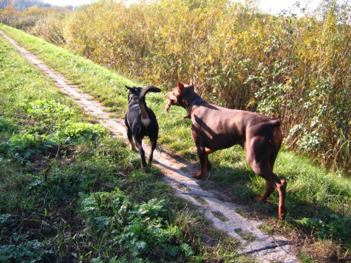 22.10.2006 - BRZEGIEM REDŻI