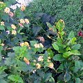 Koliber- zdjęcia nie najlepsze, ale robione z 6 metrów z ręki z 5 krotnym zoomem, ale koliber jest :) #Przyroda #kwiaty #zwierzęta #owady #ptaki #góry #morze #tęcza #chmury