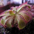 Drosera aliciae #RosiczkaDrosera