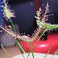 Drosera binata #RosiczkaDrosera