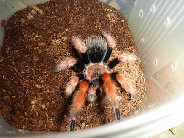 boehmei