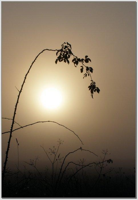 Lampion we mgle #wschód #wschody #niebo #krajobrazy #słońce #jesień #mgła #droga #drzewa #spacery