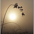Lampion we mgle #wschód #wschody #niebo #krajobrazy #słońce #jesień #mgła #droga #drzewa #spacery