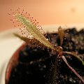 Drosera adelae