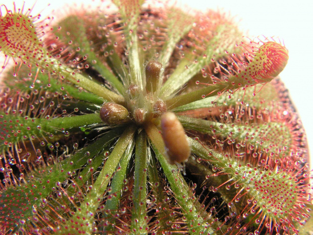 Drosera spatulata