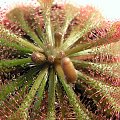 Drosera spatulata