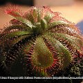 Drosera aliciae