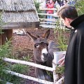 jeden z zakonników przyszedł dokarmić Amelkę