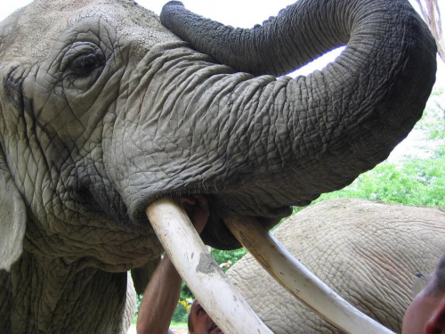 Slon z baaaardzo bliska, w zoomożna było ich dotykać...