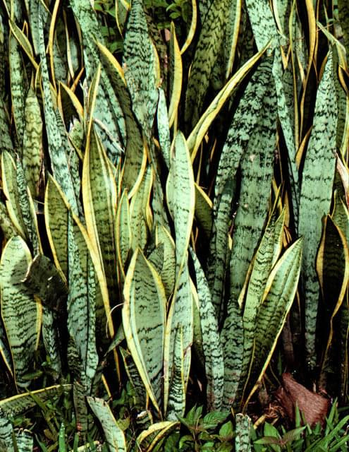 Sansewieria (Sansevieria)