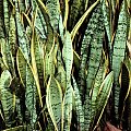 Sansewieria (Sansevieria)