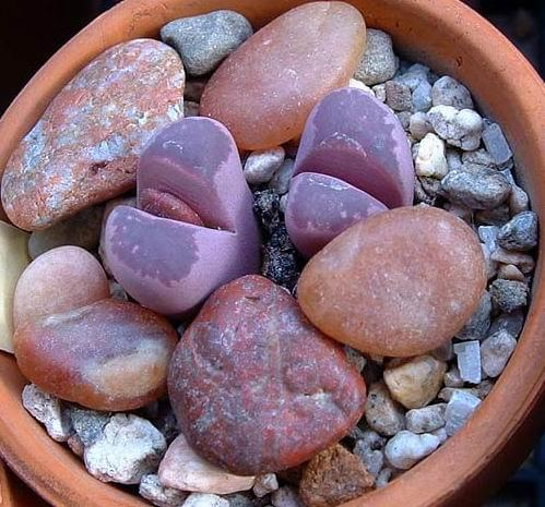 "Żywe kamienie" (Lithops)