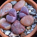 "Żywe kamienie" (Lithops)