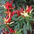Papryka roczna (Capsicum annuum)