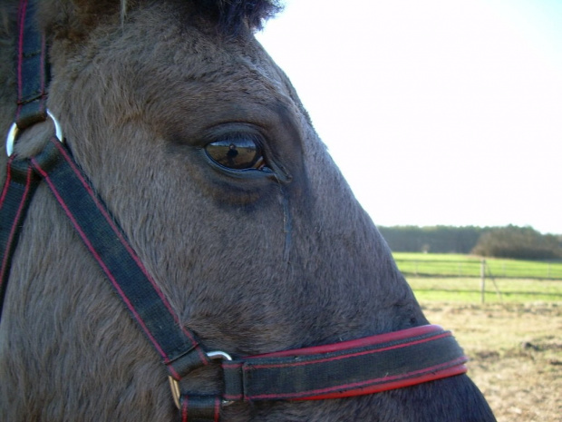 Czujne oko Jarisa... #koń #konie