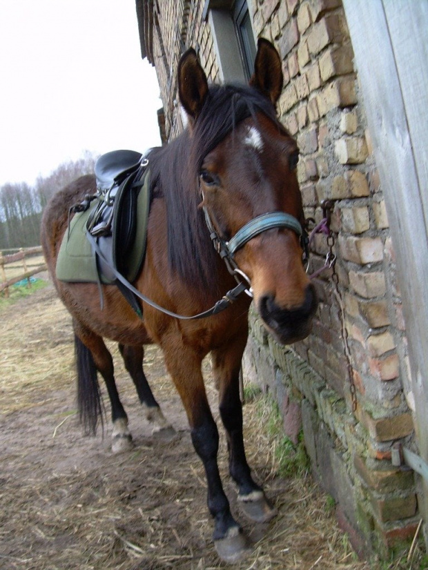 Na Lotce jeżdżę już kilka lat i jest najlepsza pod słońcem:))))))))))) #koń #konie