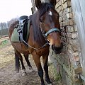 Na Lotce jeżdżę już kilka lat i jest najlepsza pod słońcem:))))))))))) #koń #konie
