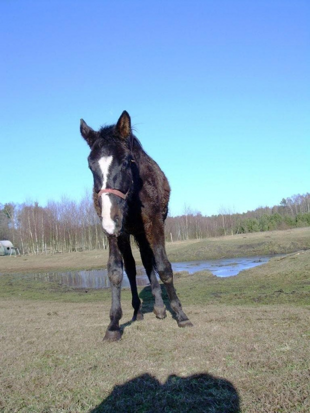 Farys ma dwa lata, z tego powodu jest jeszcze dość nieproporcjonalny i dlatego wygląda jak tyczka :))) #koń #konie