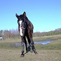Farys ma dwa lata, z tego powodu jest jeszcze dość nieproporcjonalny i dlatego wygląda jak tyczka :))) #koń #konie