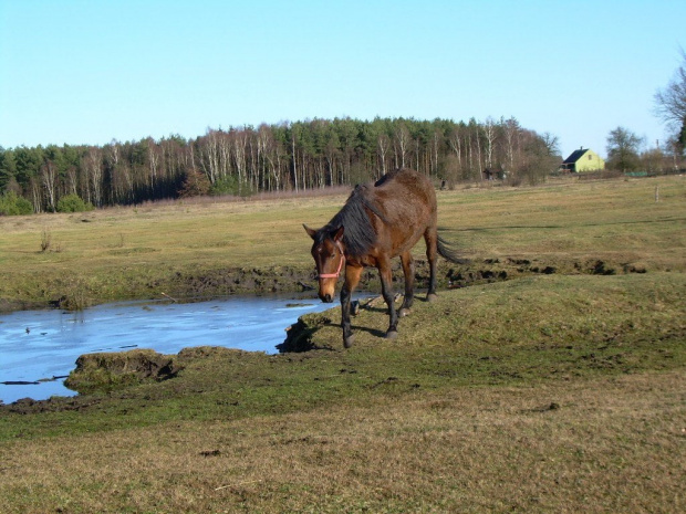 Fabia chwilowo odprawia krótki spacerek po napełnieniu żołądka:))) #koń #konie