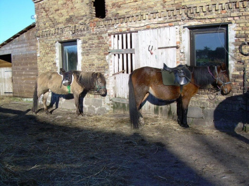 Lotka i Pers już osiodłane i gotowe do drogi...tylko gdzie ci jeźdźcy:))) #koń #konie