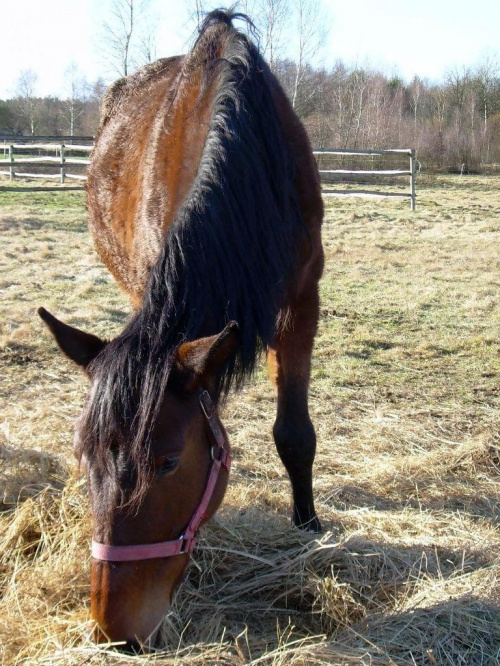 Fabia:))) #koń #konie