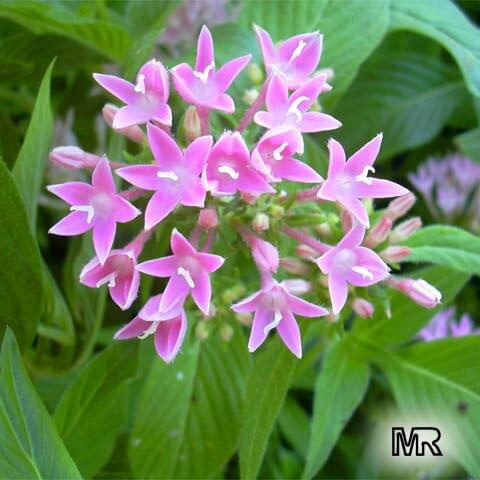 Piątak (Pentas lanceolata)