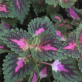 Koleus (Coleus)