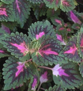 Koleus (Coleus)