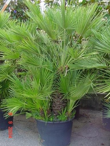 Palma karłowata (Chamaerops humilis)